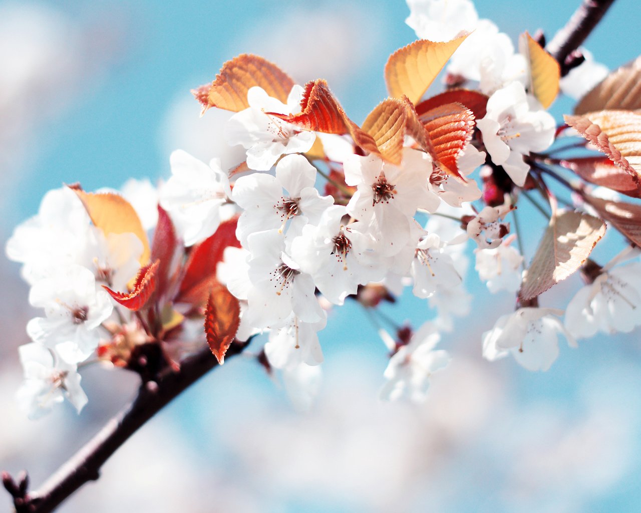 Обои белый, весна, вишня, white, spring, cherry разрешение 2560x1600 Загрузить