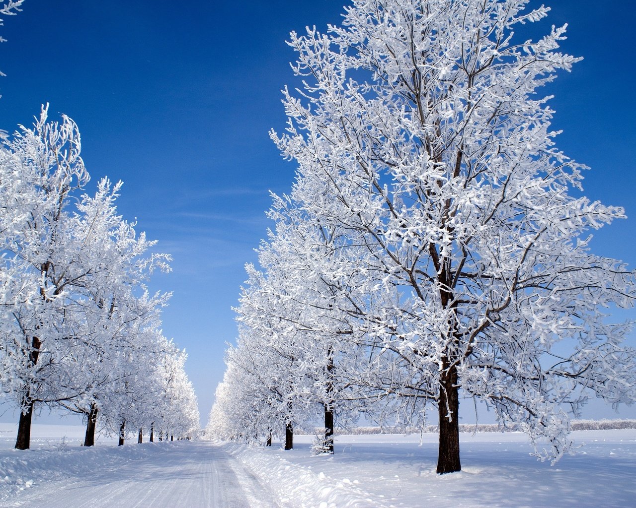 Обои небо, деревья, снег, зима, утро, голубое, snow morning, the sky, trees, snow, winter, morning, blue разрешение 3000x2008 Загрузить