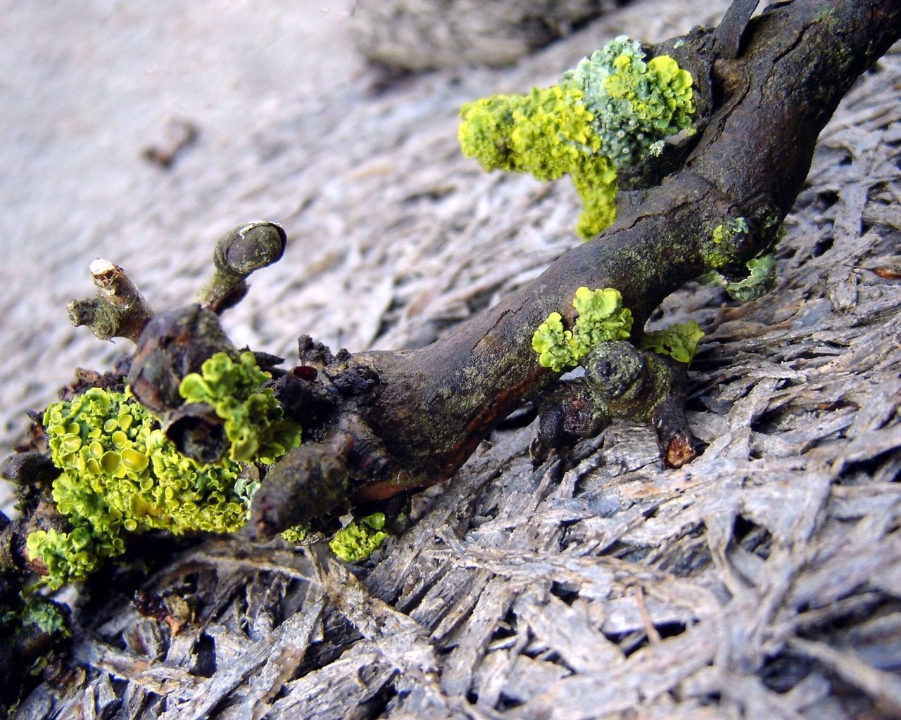 Обои ветка, природа, макро, мох, коряга, лишайники, branch, nature, macro, moss, snag, lichens разрешение 1920x1440 Загрузить