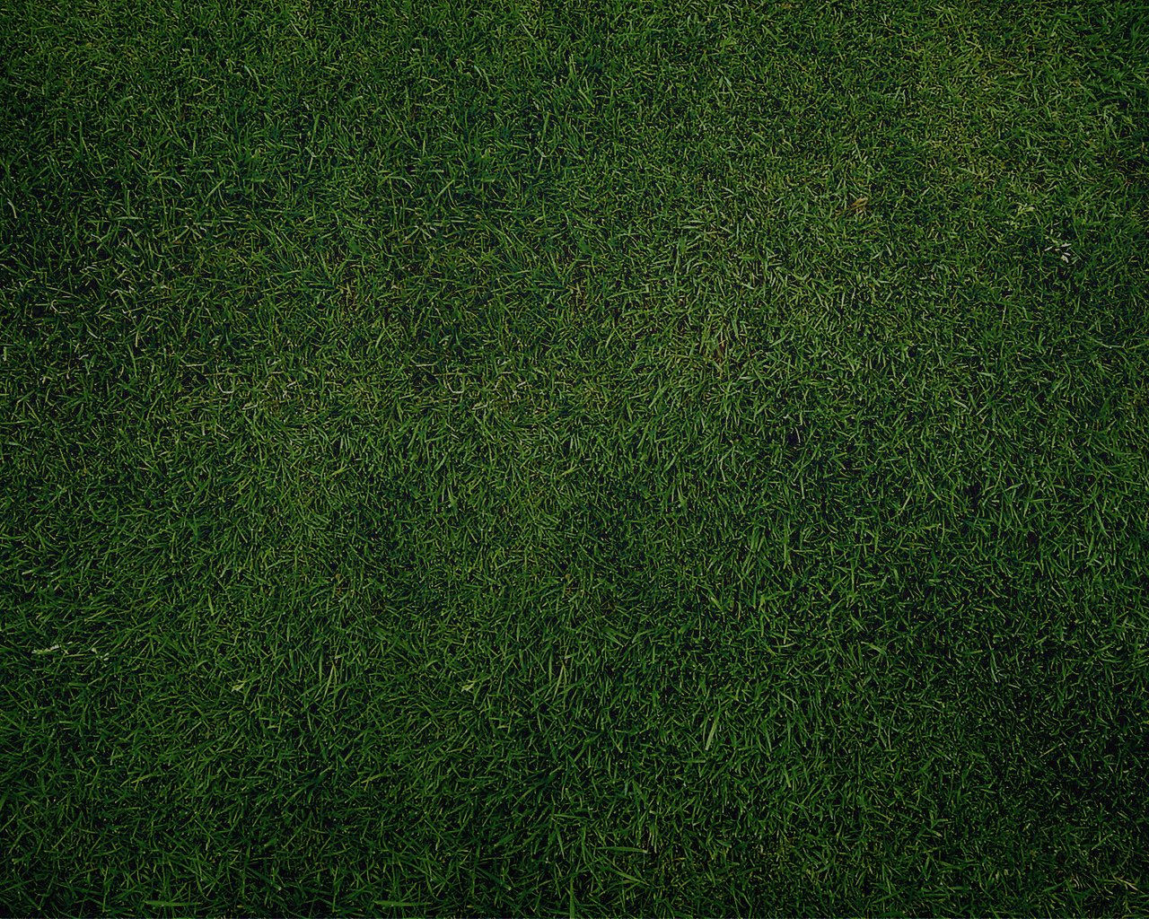 Обои трава, зелёный, газон, грин, grass, green, lawn разрешение 1920x1200 Загрузить