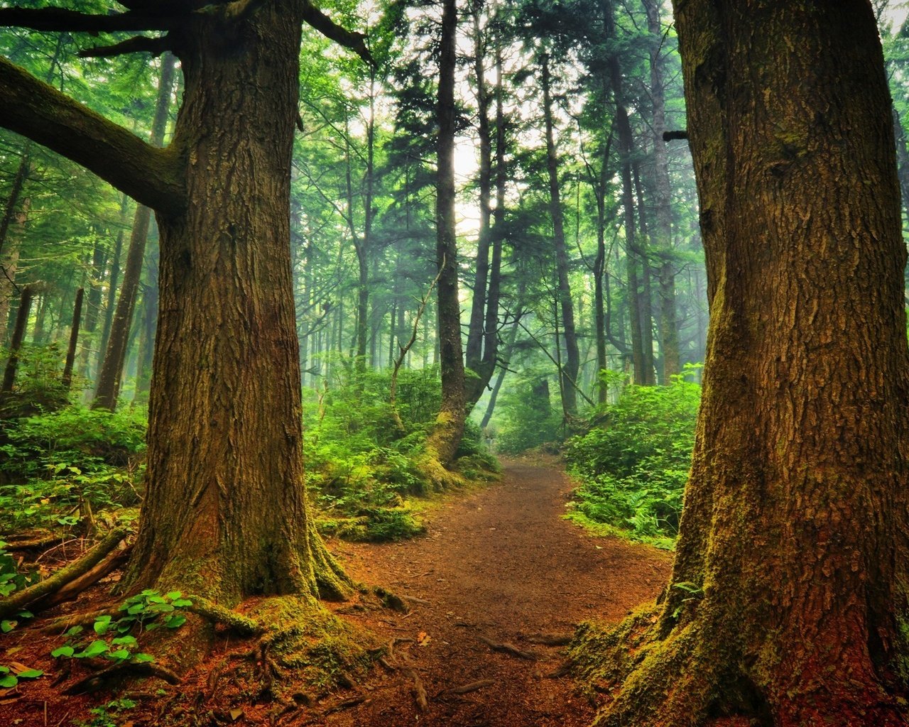 Обои деревья, природа, лес, пейзаж, туман, стволы, тропинка, trees, nature, forest, landscape, fog, trunks, path разрешение 1920x1200 Загрузить