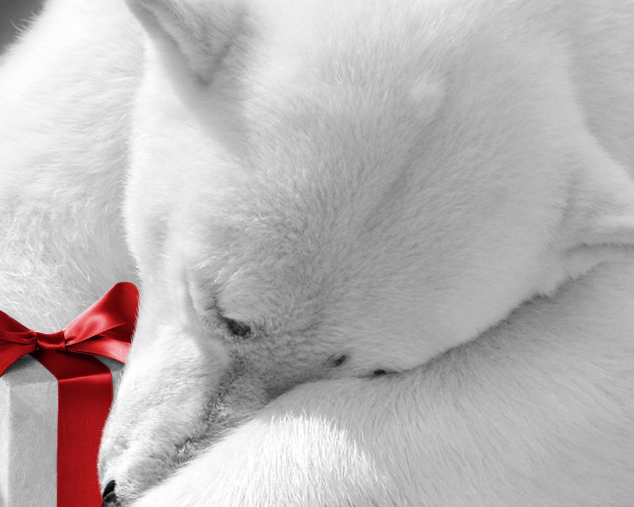 Обои животные, подарок, праздник, белый медведь, бантик, animals, gift, holiday, polar bear, bow разрешение 1920x1200 Загрузить