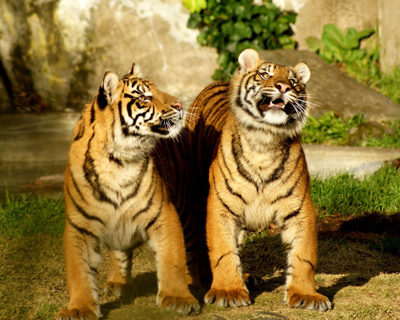 Обои тигр, природа, дуэт, tiger, nature, duo разрешение 1920x1200 Загрузить