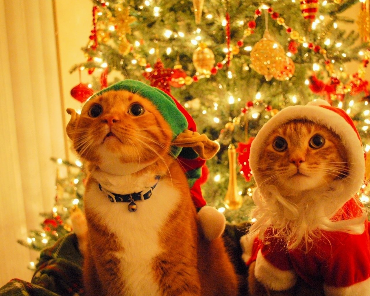 Обои новый год, елка, дед мороз, шапка, кошки, эльф, котэ, new year, tree, santa claus, hat, cats, elf, kote разрешение 1920x1200 Загрузить