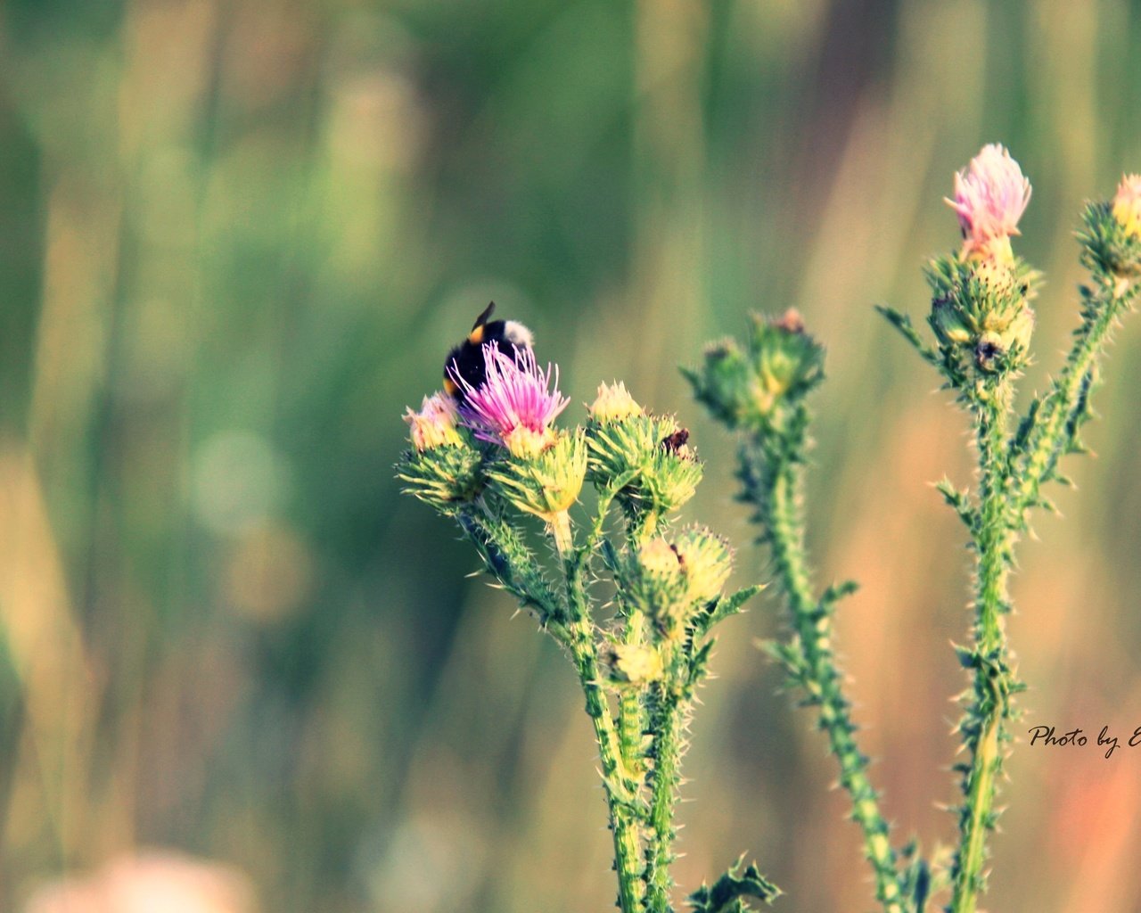 Обои макро, цветок, лето, шмель, колючка, macro, flower, summer, bumblebee, thorn разрешение 4272x2400 Загрузить