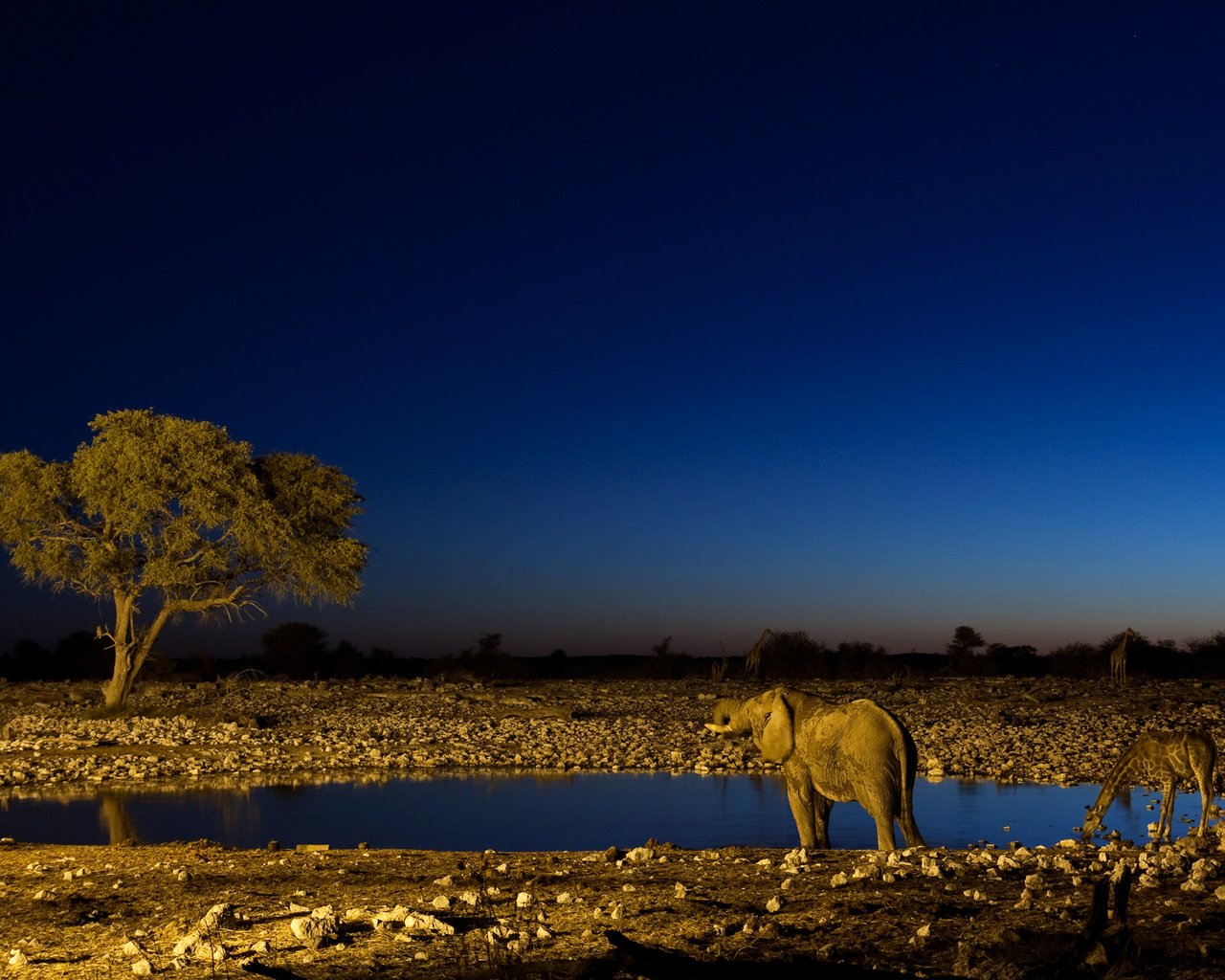 Обои ночь, слон, жираф, водопой, night, elephant, giraffe, drink разрешение 2560x1600 Загрузить