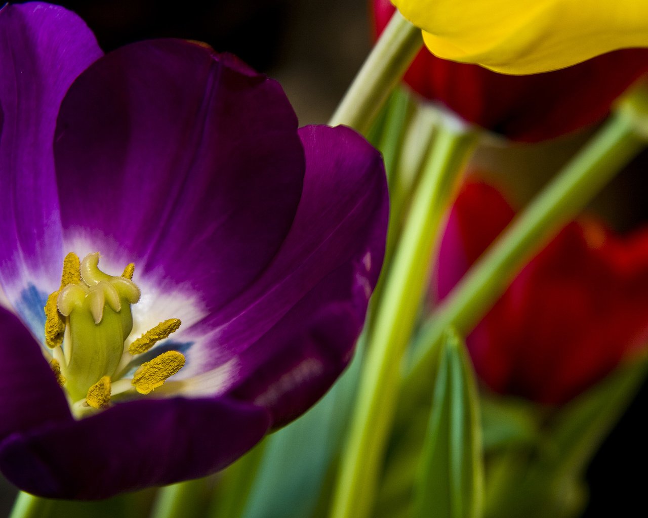 Обои цветы, весна, тюльпан, 8 марта, flowers, spring, tulip, march 8 разрешение 1920x1200 Загрузить
