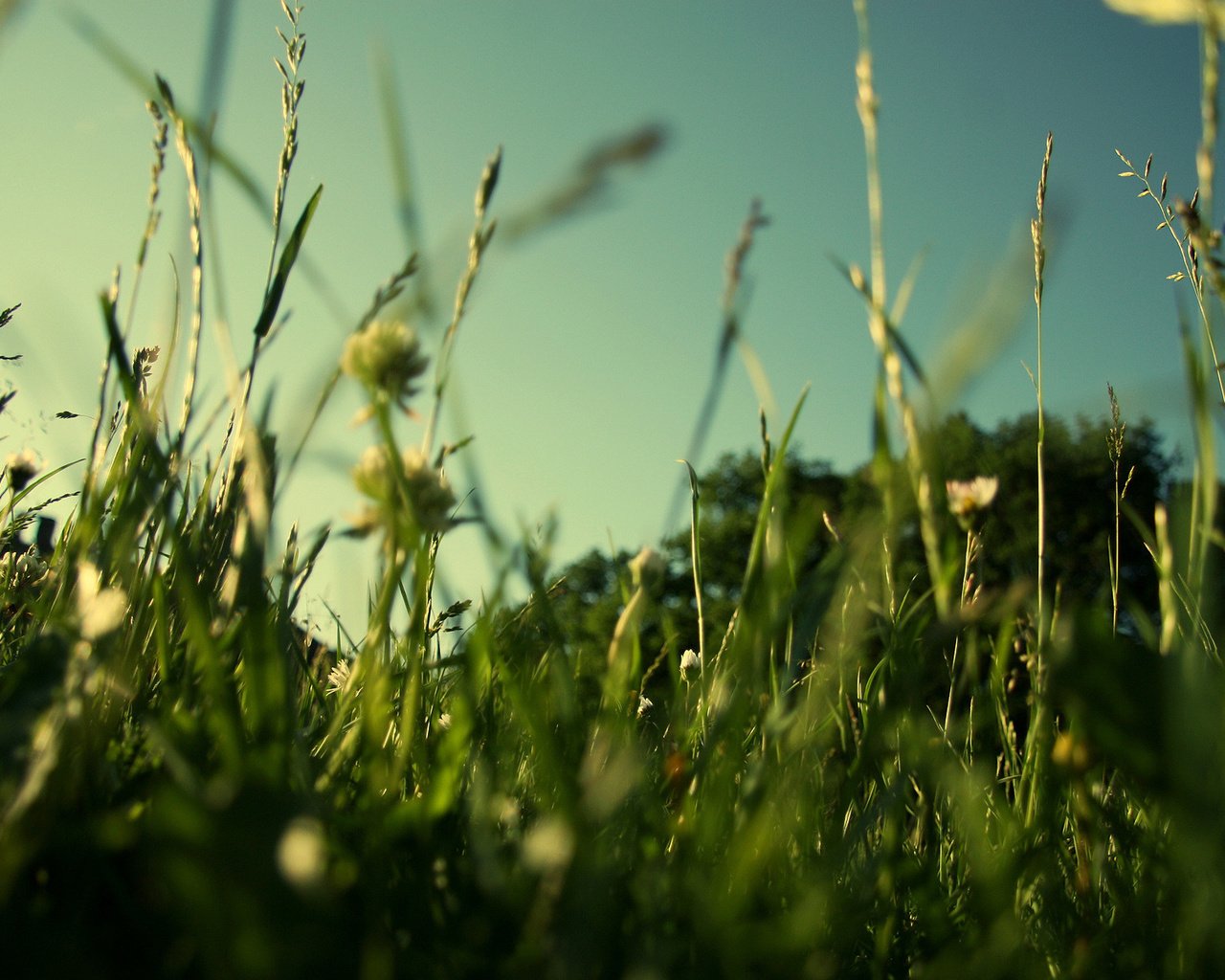 Обои трава, природа, зелень, макро, поле, лето, газон, grass, nature, greens, macro, field, summer, lawn разрешение 1920x1200 Загрузить