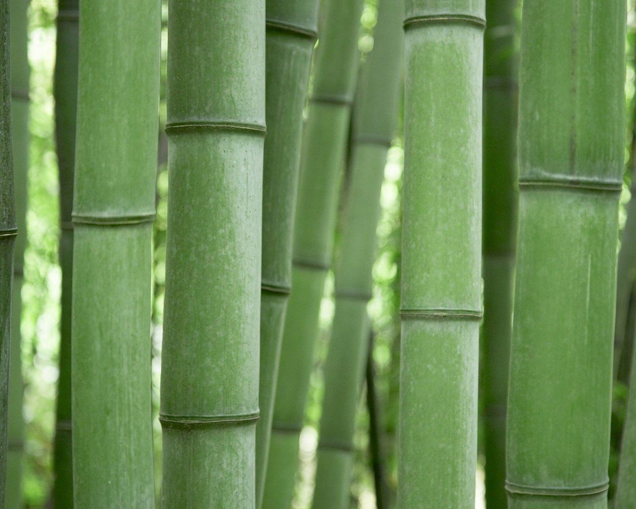 Обои зелёный, бамбук, green, bamboo разрешение 1920x1200 Загрузить