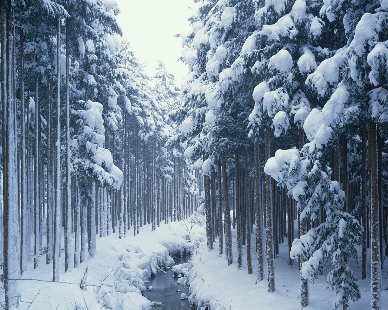 Обои деревья, снег, лес, зима, ручей, сосны, сугробы, хвойные, trees, snow, forest, winter, stream, pine, the snow, coniferous разрешение 1920x1200 Загрузить