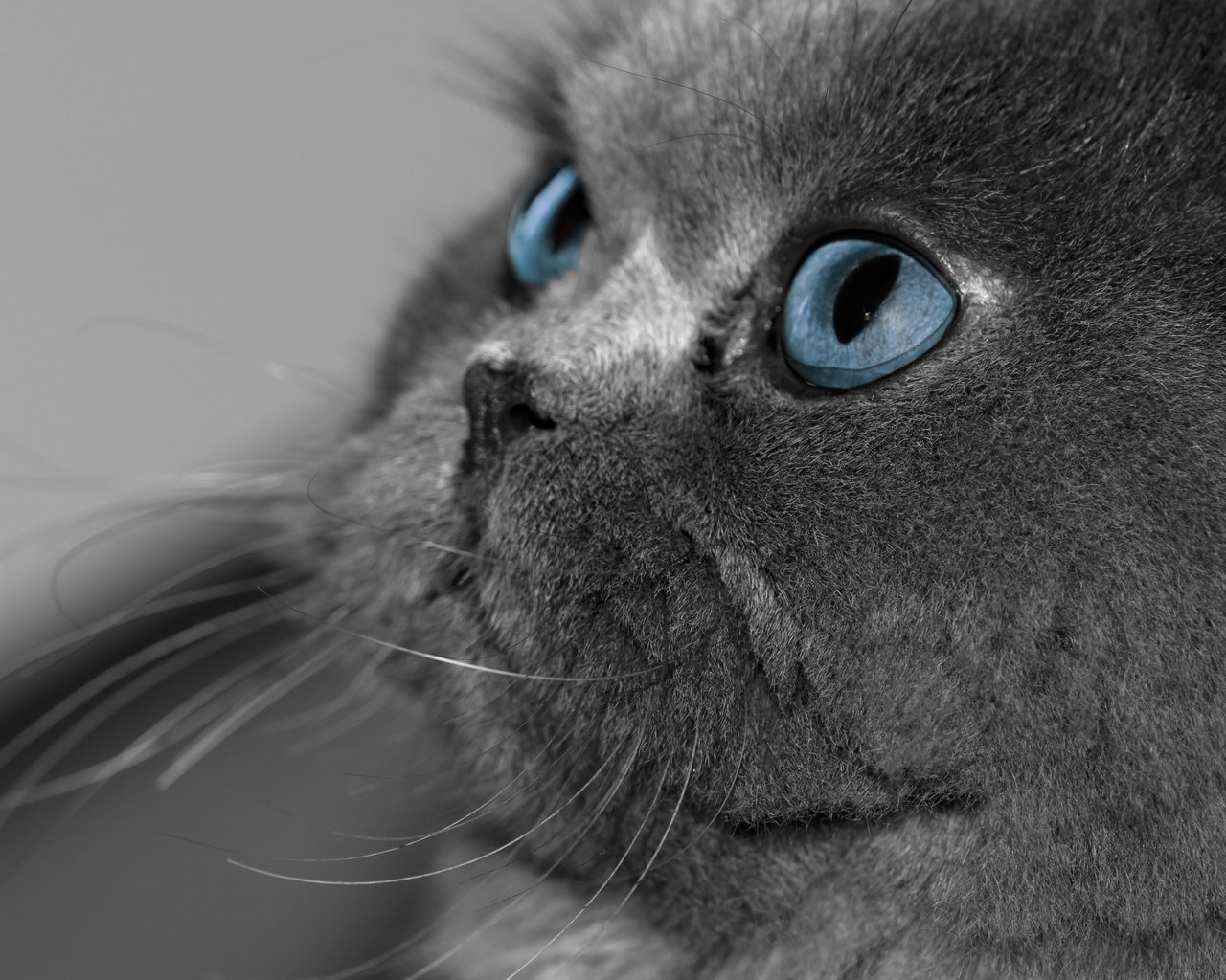 Обои глаза, кот, кошка, взгляд, серый, голубые, британская короткошерстная, eyes, cat, look, grey, blue, british shorthair разрешение 3011x2000 Загрузить