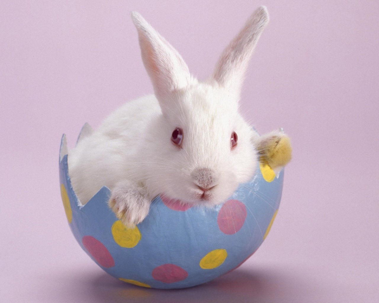 Обои белый, кролик, розовый фон, white, rabbit, pink background разрешение 1920x1200 Загрузить