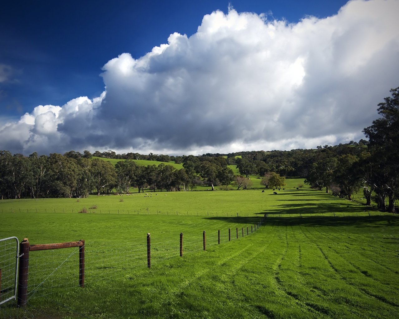 Обои трава, облака, деревья, зелень, поле, забор, следы, пастбище, grass, clouds, trees, greens, field, the fence, traces, pasture разрешение 2560x1600 Загрузить