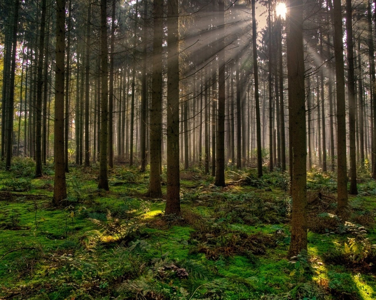 Обои деревья, вечер, природа, лес, лучи солнца, trees, the evening, nature, forest, the rays of the sun разрешение 1920x1200 Загрузить