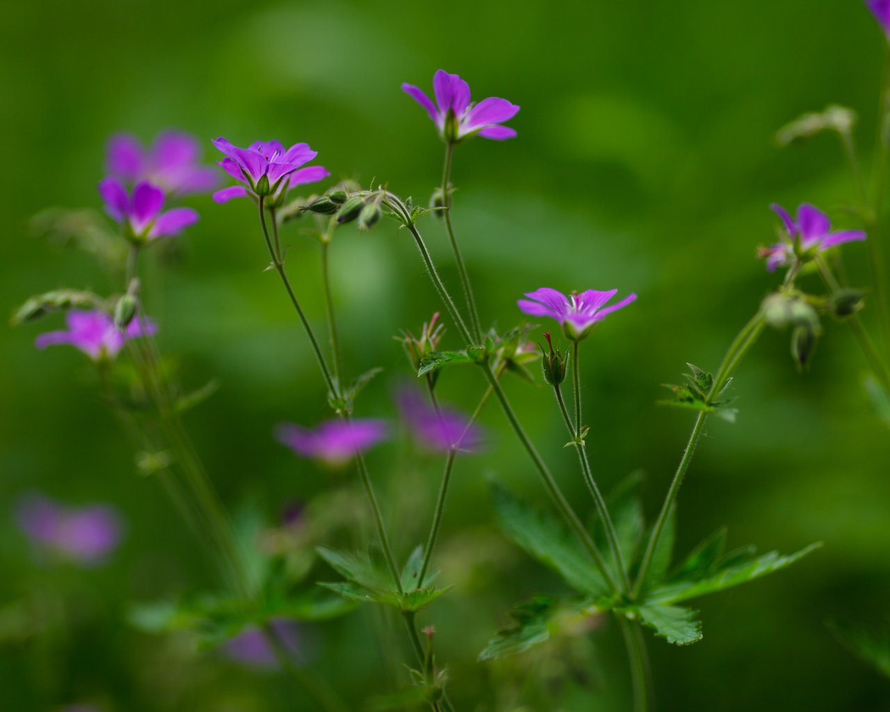 Обои лето, зеленый фон, лиловые цветы, summer, green background, purple flowers разрешение 1920x1280 Загрузить