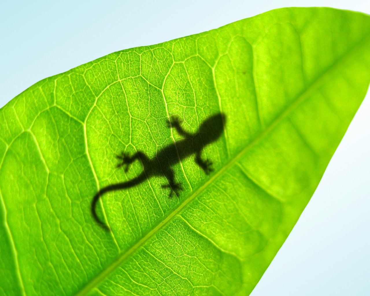 Обои лист, lucky gecko, ящерка, sheet, lizard разрешение 2560x1600 Загрузить