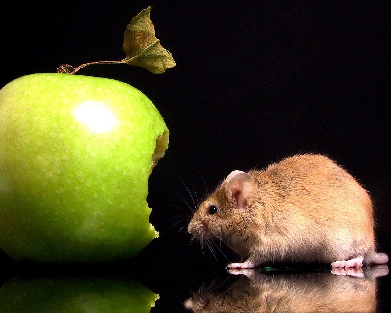 Обои отражение, черный фон, мышь, яблоко, укус, мышка, reflection, black background, mouse, apple, bite разрешение 1920x1200 Загрузить