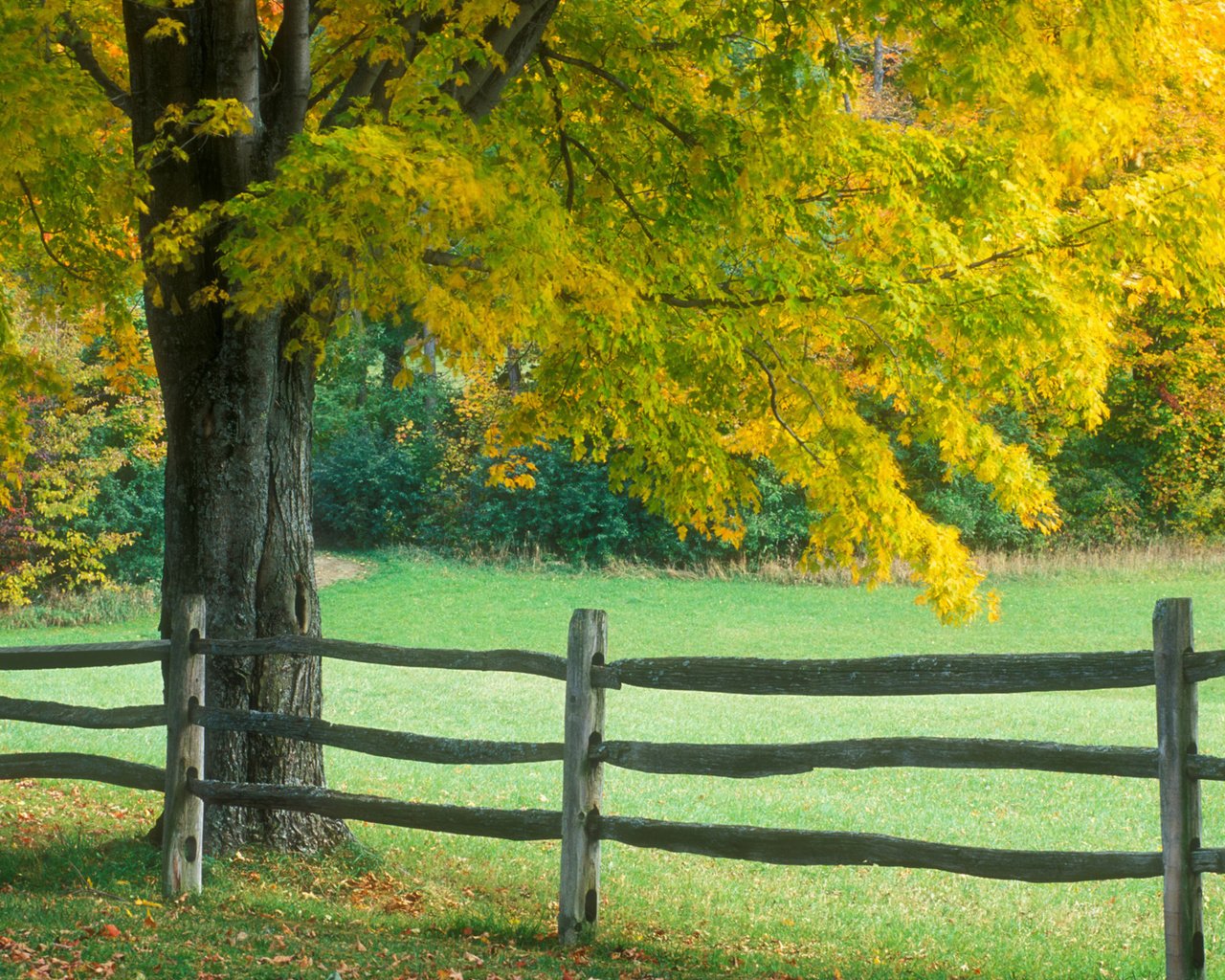 Обои дерево, осень, забор, tree, autumn, the fence разрешение 1920x1200 Загрузить