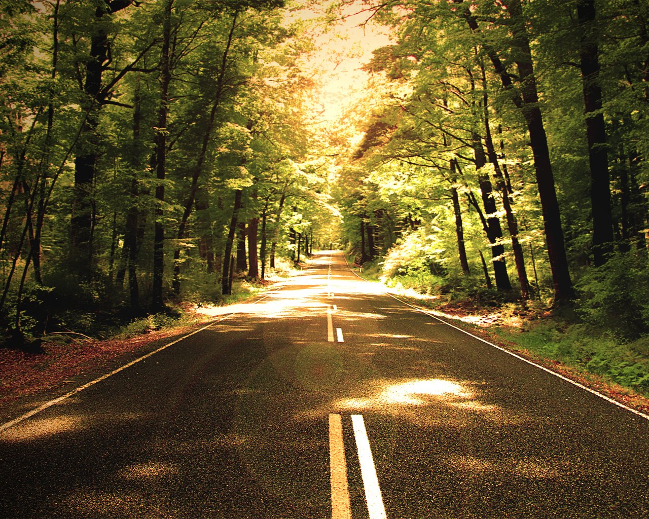 Обои дорога, деревья, природа, обои, лес, фото, путь, road, trees, nature, wallpaper, forest, photo, the way разрешение 1920x1200 Загрузить