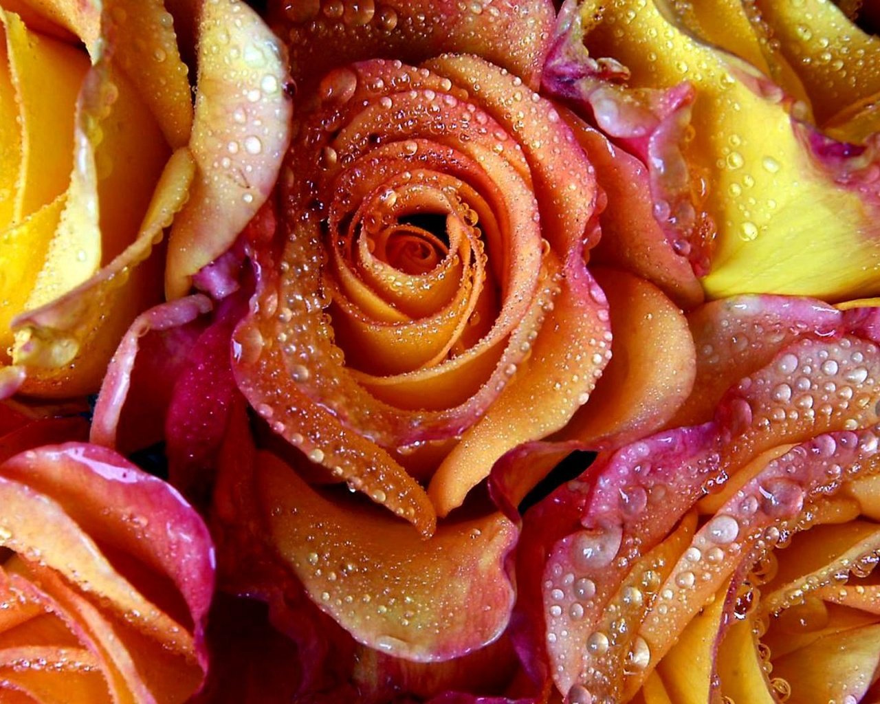 Обои цветы, вода, роса, капли, розы, лепестки, flowers, water, rosa, drops, roses, petals разрешение 1920x1080 Загрузить