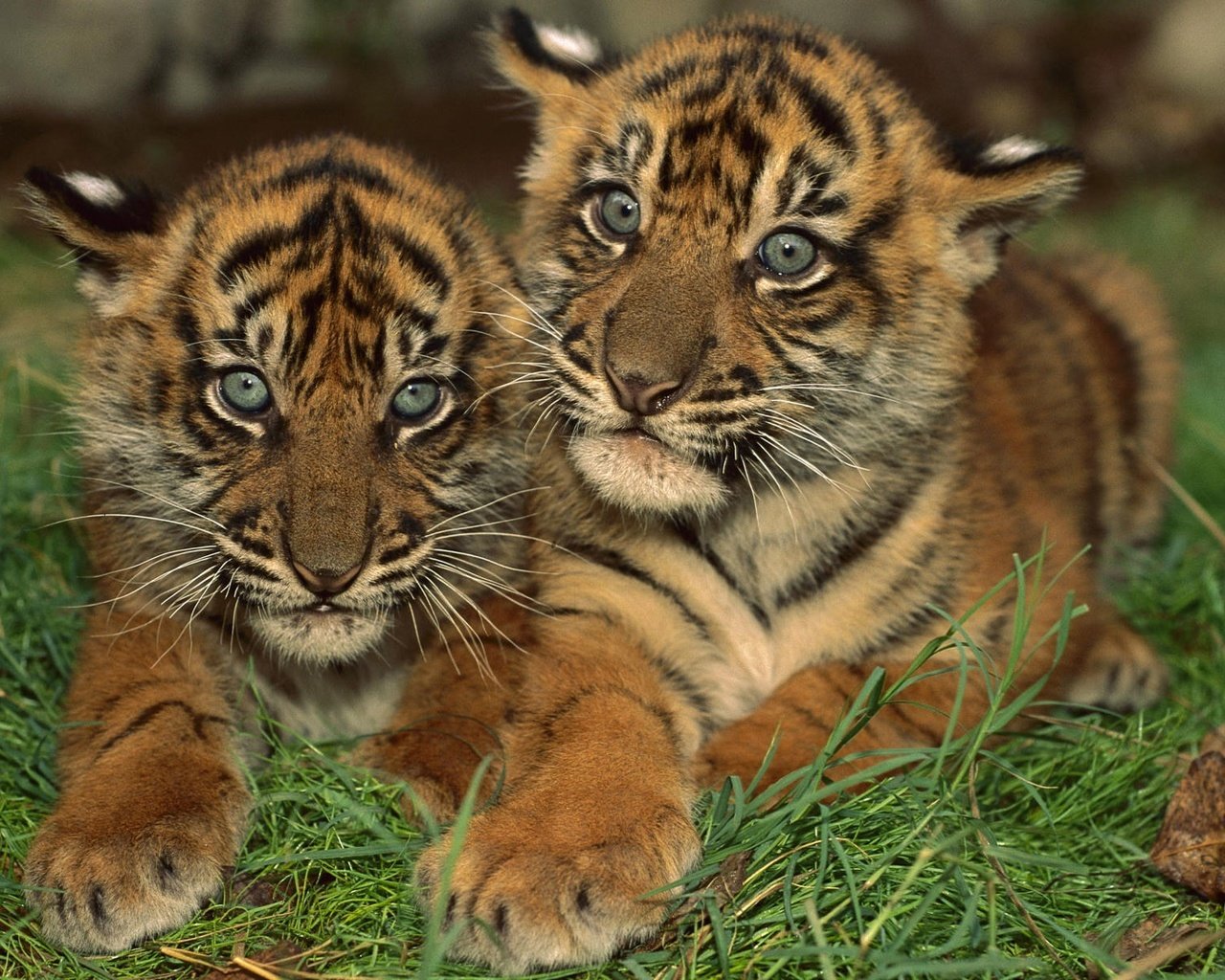 Обои тигр, маленькие, тигрята, полосатые, амурский тигр, tiger, small, the cubs, striped, the amur tiger разрешение 1920x1200 Загрузить