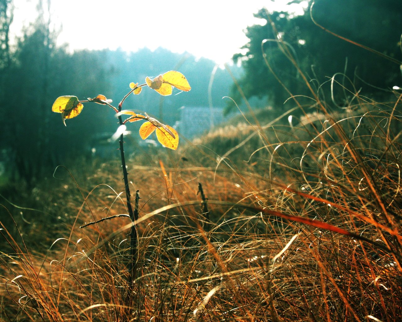 Обои трава, листья, осень, grass, leaves, autumn разрешение 3888x2592 Загрузить