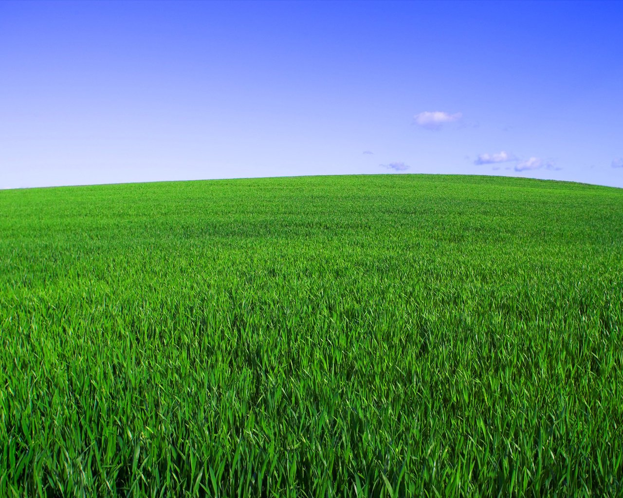 Обои небо, трава, зелёный, поле, горизонт, the sky, grass, green, field, horizon разрешение 2560x1600 Загрузить