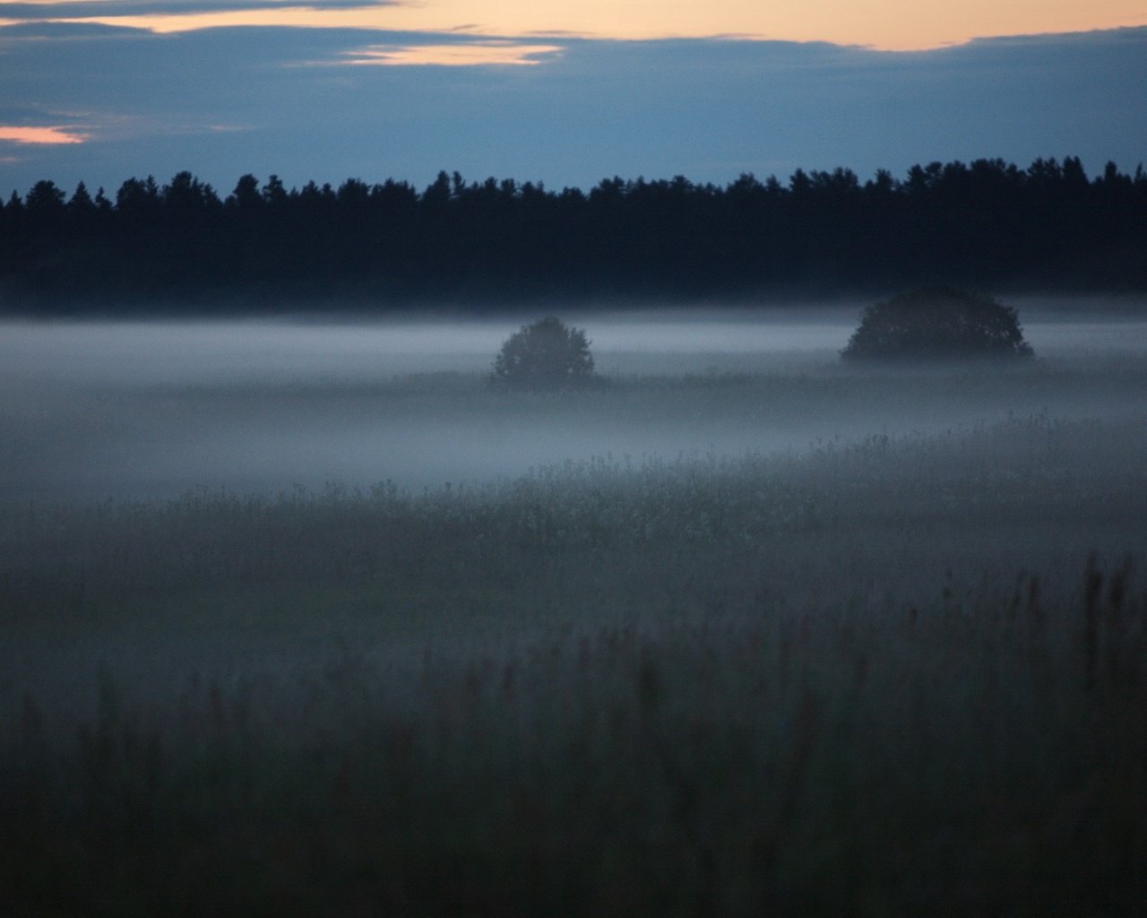 Обои лес, туман, поляна, forest, fog, glade разрешение 2560x1600 Загрузить