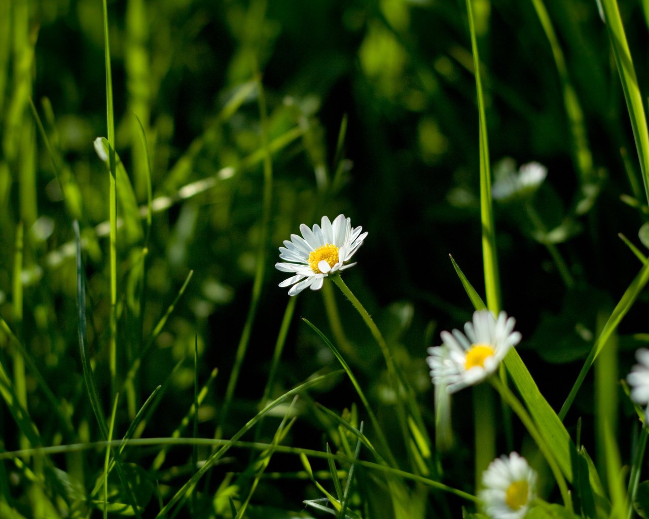Обои цветы, трава, природа, макро фото, ромашки, flowers, grass, nature, macro photo, chamomile разрешение 2560x1600 Загрузить