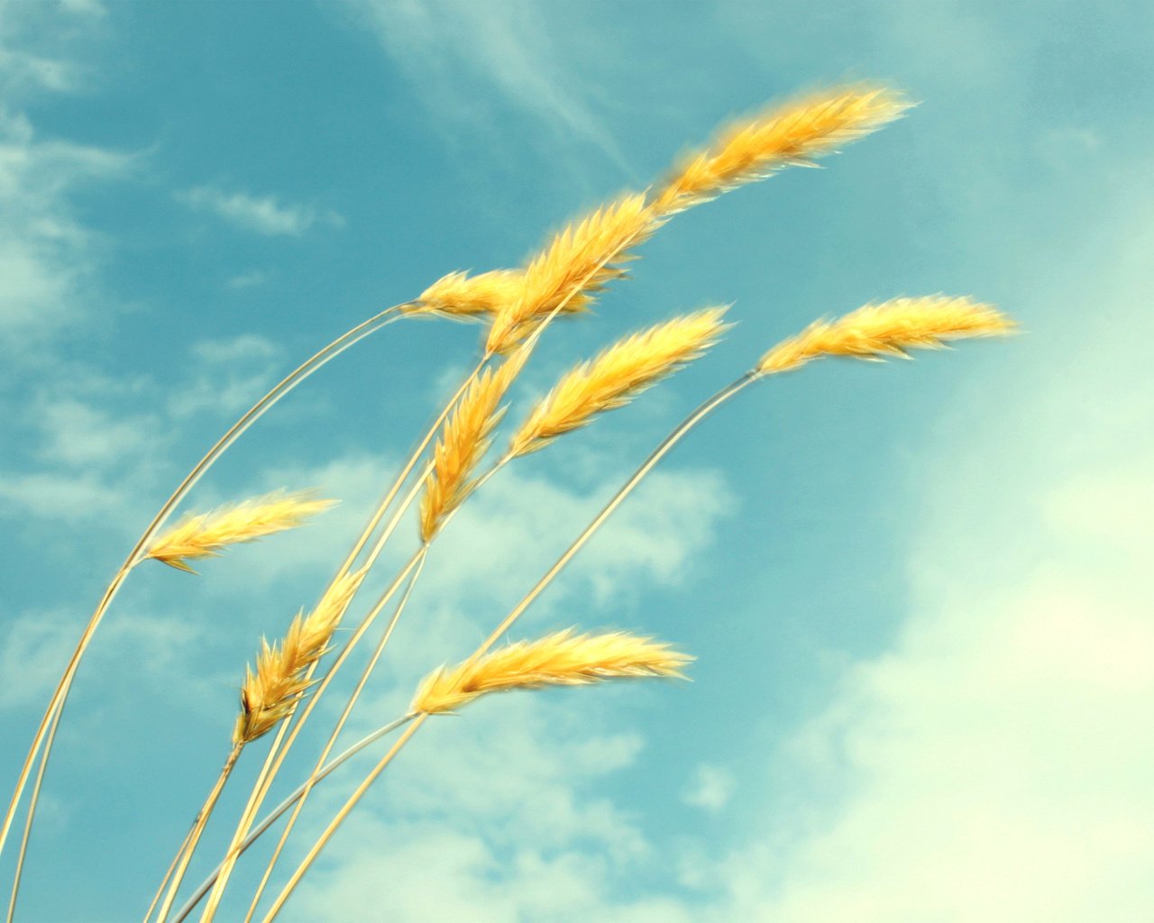 Обои небо, облака, лето, пшеница, колоски, лёгкость, the sky, clouds, summer, wheat, spikelets, ease разрешение 1920x1200 Загрузить