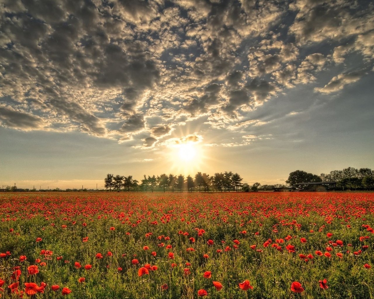 Обои облака, солнце, поле, красные, маки, clouds, the sun, field, red, maki разрешение 1920x1200 Загрузить