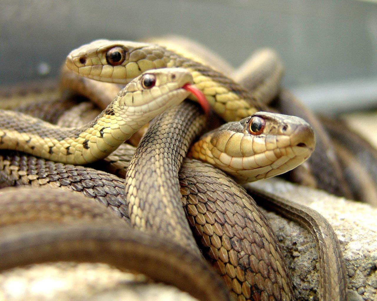Обои змея, язык, змеи, рептилия, пресмыкающиеся, snake, language, snakes, reptile, reptiles разрешение 2560x1600 Загрузить