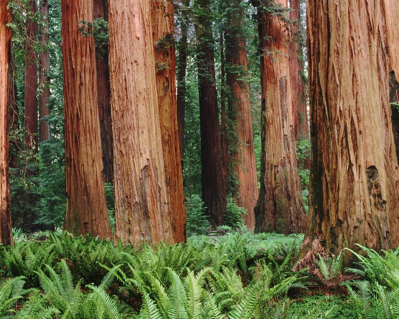 Обои деревья, лес, папоротники, trees, forest, ferns разрешение 1920x1200 Загрузить