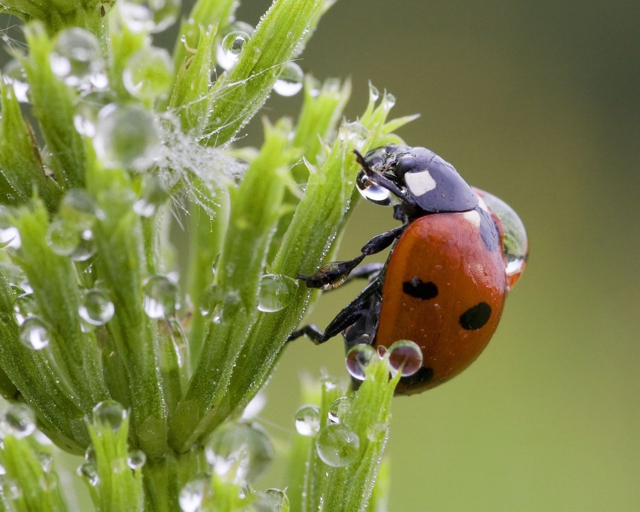 Обои трава, капли, божья коровка, grass, drops, ladybug разрешение 2048x1536 Загрузить