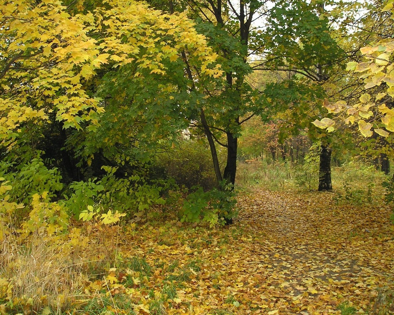 Обои деревья, листья, парк, ветки, осень, trees, leaves, park, branches, autumn разрешение 2048x1536 Загрузить