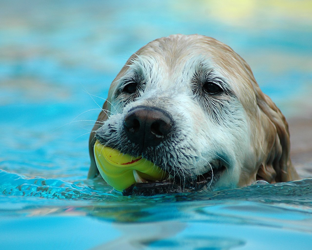 Обои вода, собака, лист, плывет, water, dog, sheet, floats разрешение 1920x1200 Загрузить