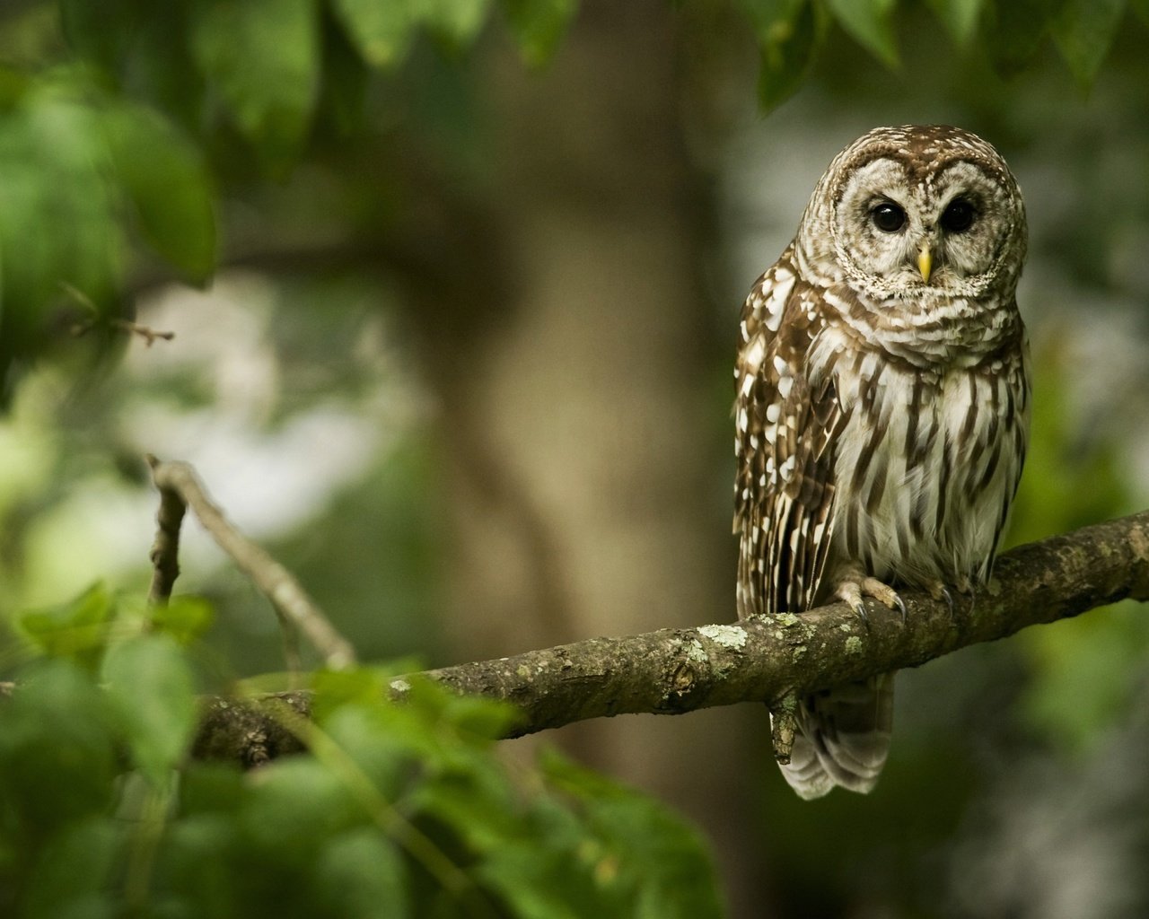 Обои сова, ветка, лес, птица, клюв, перья, неясыть, owl, branch, forest, bird, beak, feathers разрешение 2560x1600 Загрузить