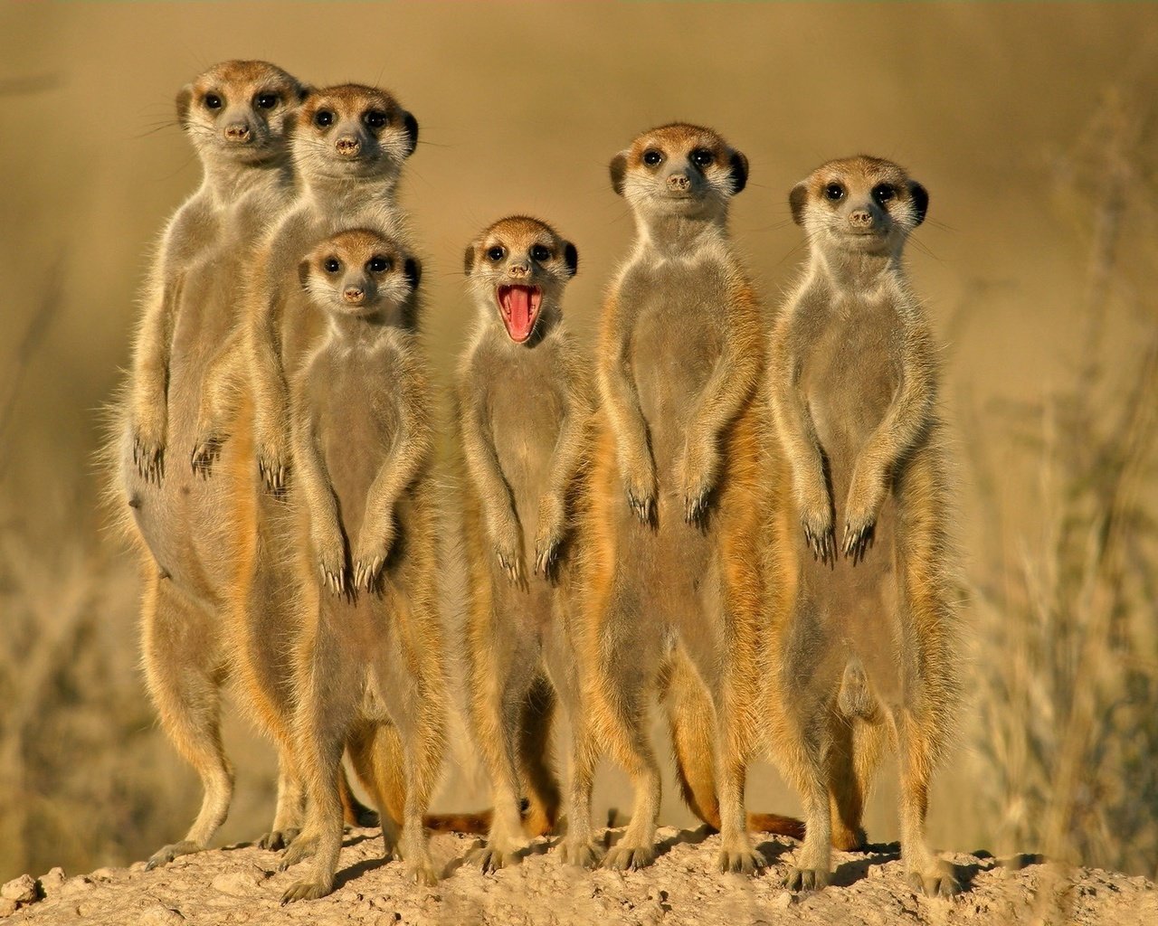 Обои группа, зверьки, сурикаты, group, animals, meerkats разрешение 1920x1200 Загрузить