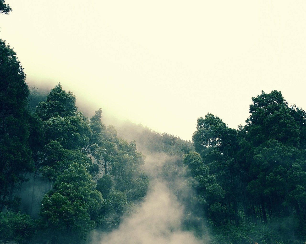 Обои дерево, лес, туман, tree, forest, fog разрешение 3000x2000 Загрузить