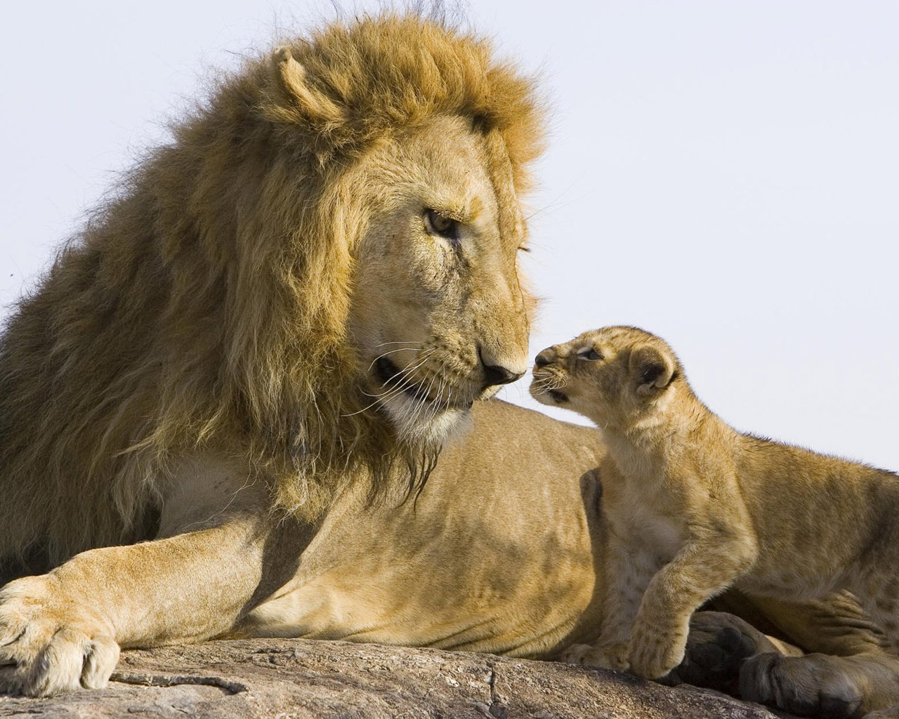 Обои камень, лев, львёнок, stone, leo, lion разрешение 1920x1200 Загрузить