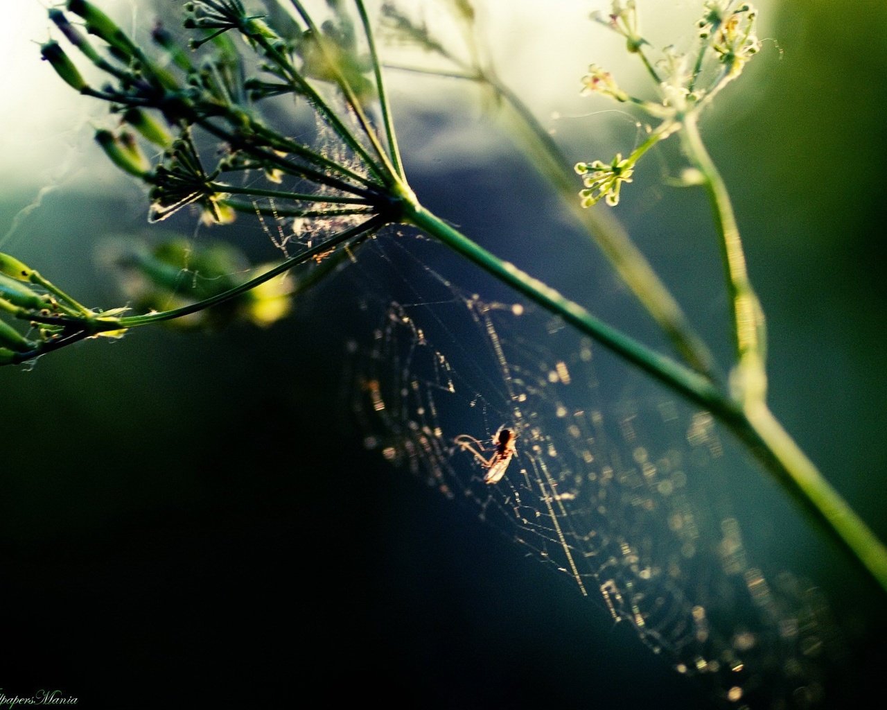 Обои растение, паук, паутина, plant, spider, web разрешение 1920x1440 Загрузить