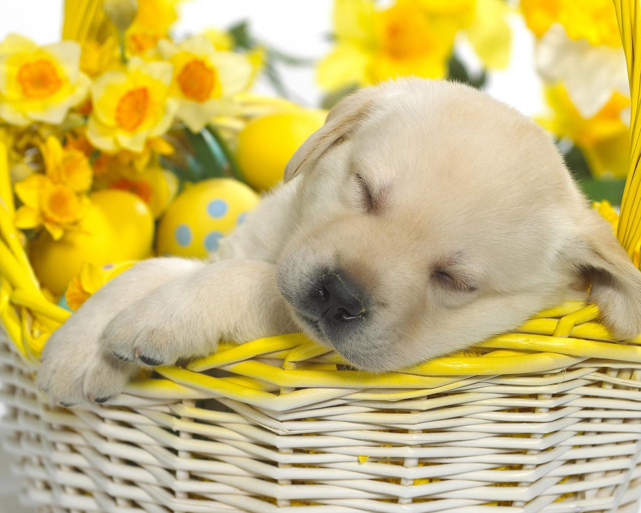 Обои щенок, корзина, пасха, puppy, basket, easter разрешение 1920x1200 Загрузить