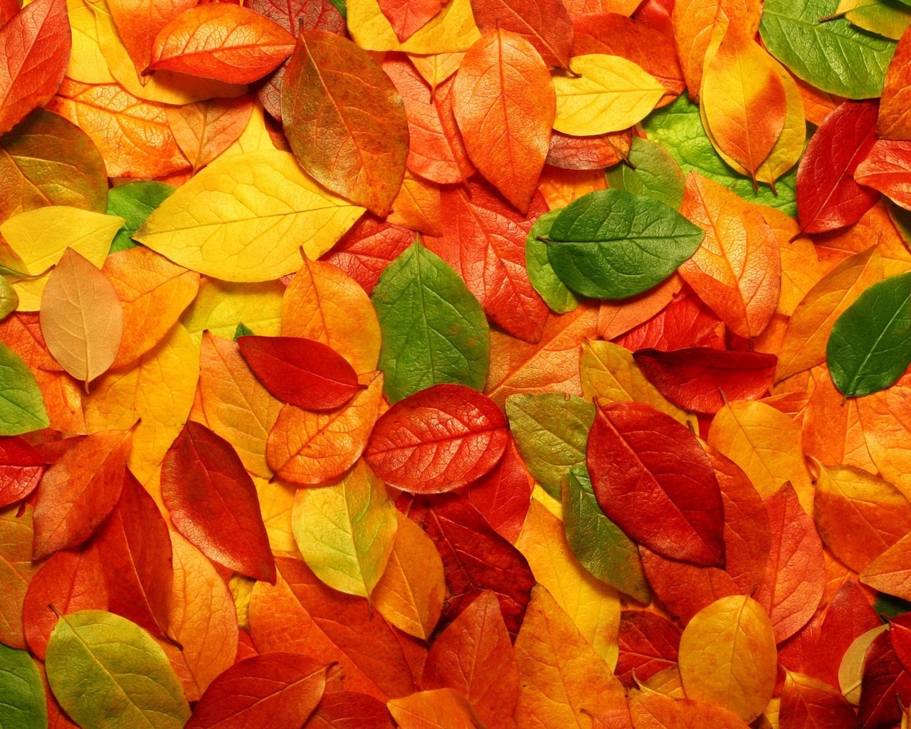 Обои листва, осень, foliage, autumn разрешение 1920x1200 Загрузить