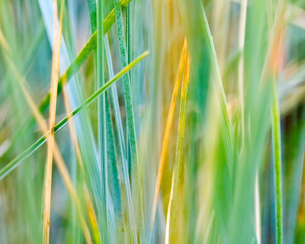 Обои трава, зелень, осень, разноцветная, grass, greens, autumn, colorful разрешение 1920x1200 Загрузить