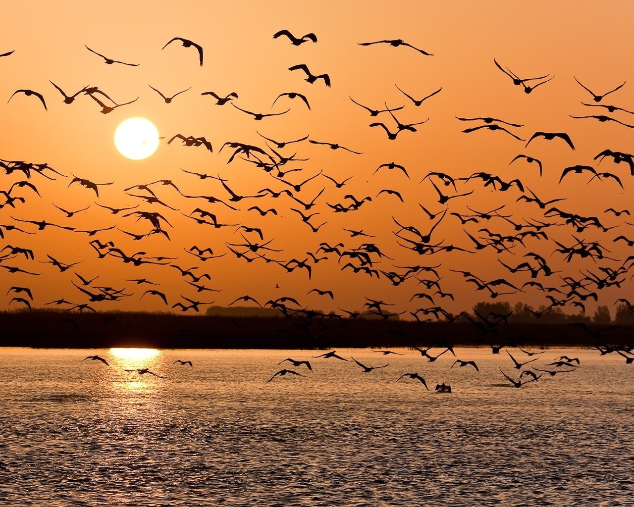 Обои озеро, закат, птицы, стая, lake, sunset, birds, pack разрешение 1920x1061 Загрузить