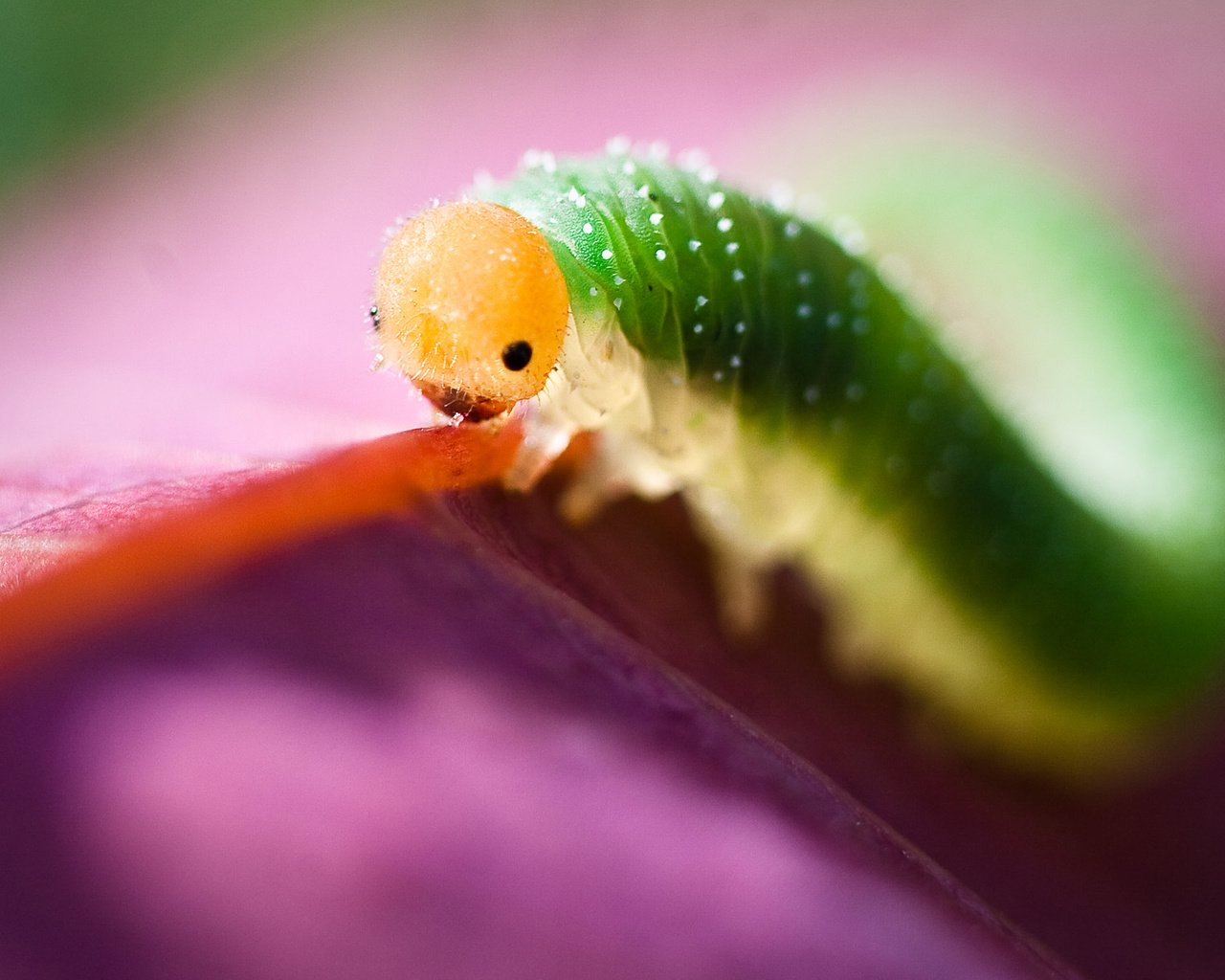 Обои глаза, макро, насекомое, листок, цвет, гусеница, eyes, macro, insect, leaf, color, caterpillar разрешение 1920x1200 Загрузить