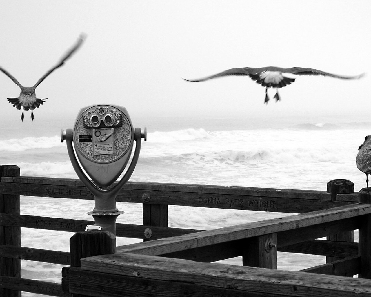 Обои причал, черно-белая, чайки, бинокль, pier, black and white, seagulls, binoculars разрешение 2560x1600 Загрузить