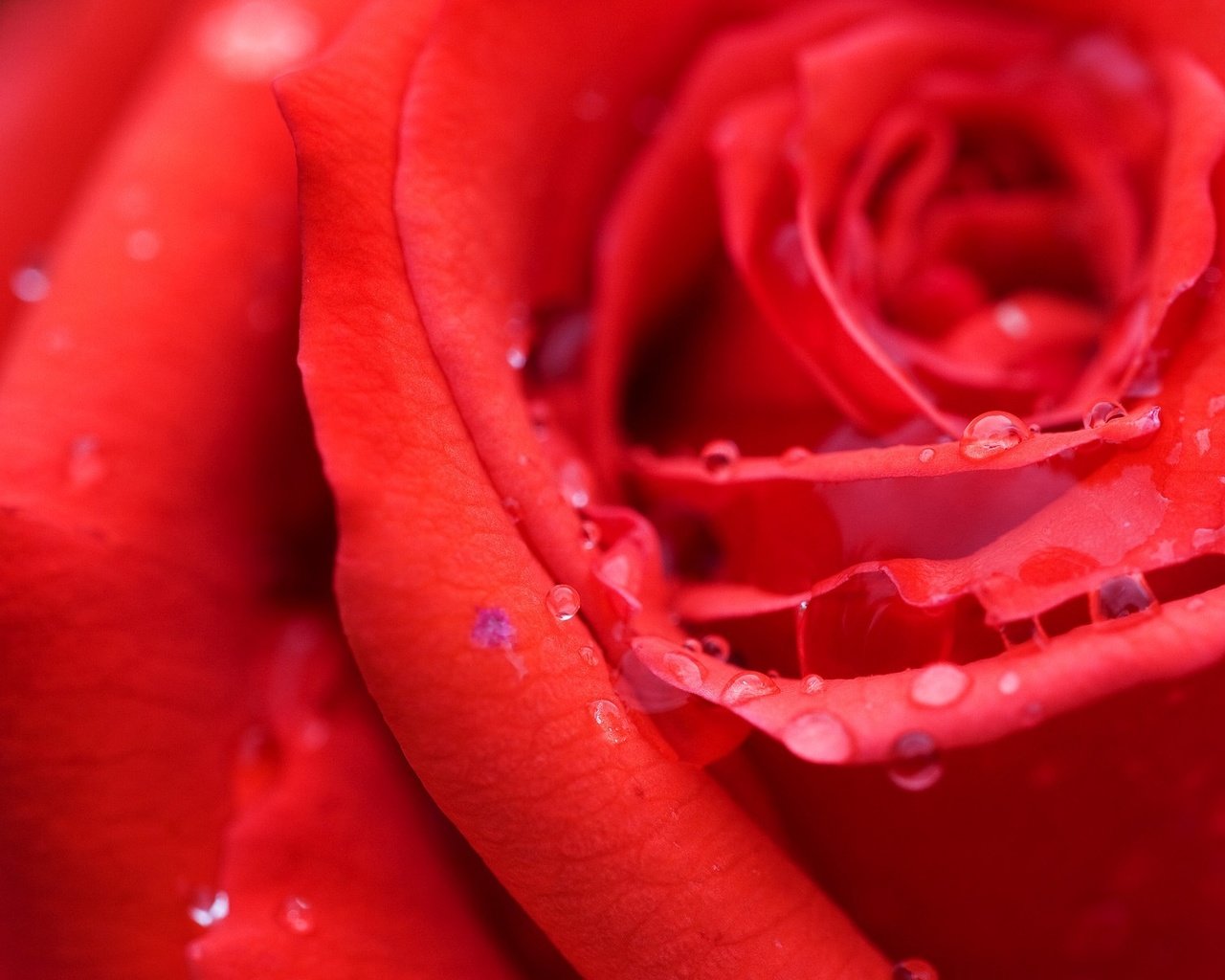Обои роса, роза, алая, rosa, rose, scarlet разрешение 1920x1200 Загрузить
