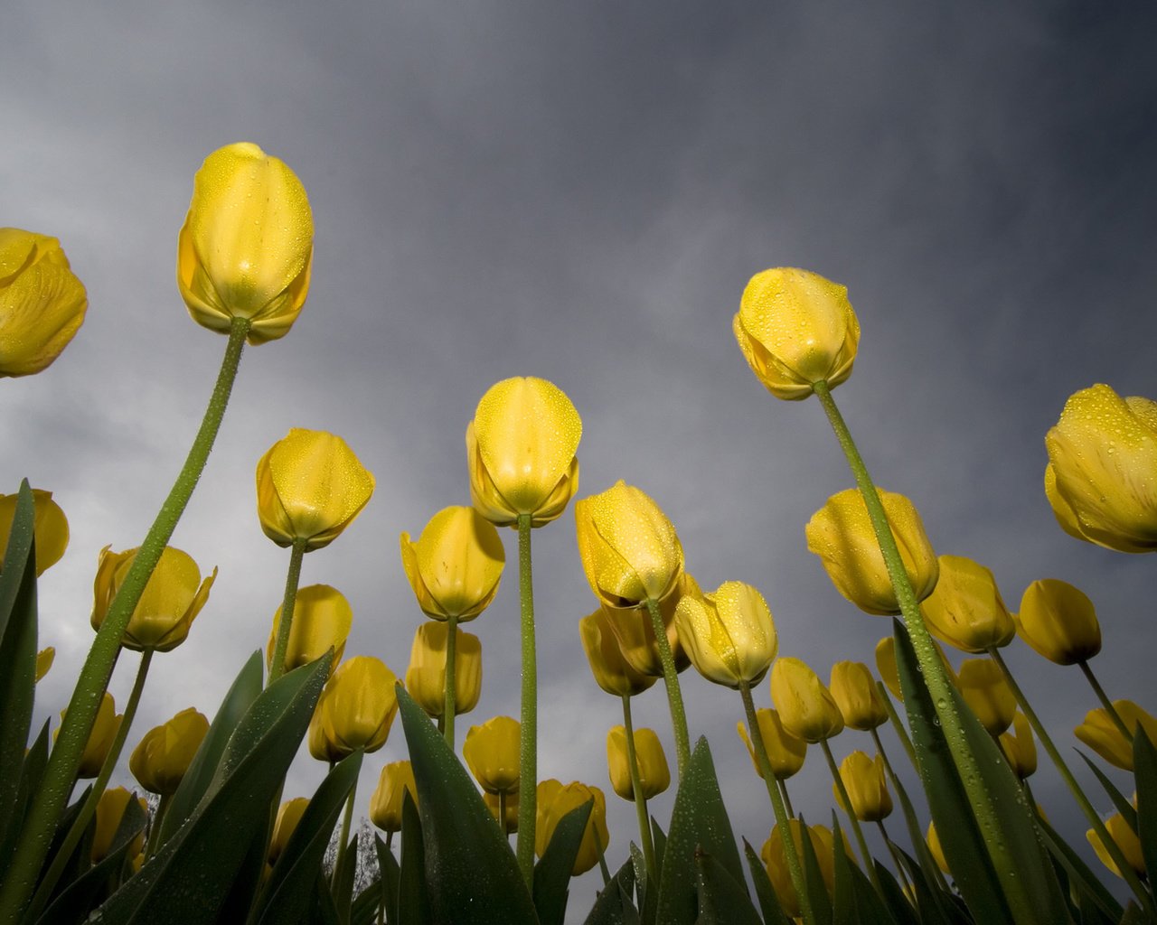 Обои небо, желтый, зелёный, роса, тюльпаны, the sky, yellow, green, rosa, tulips разрешение 1920x1200 Загрузить