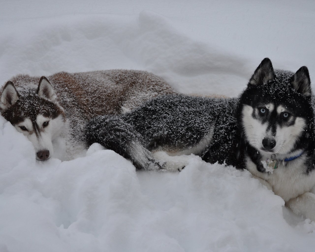 Обои снег, зима, волк, сугроб, snow, winter, wolf, the snow разрешение 3216x2136 Загрузить